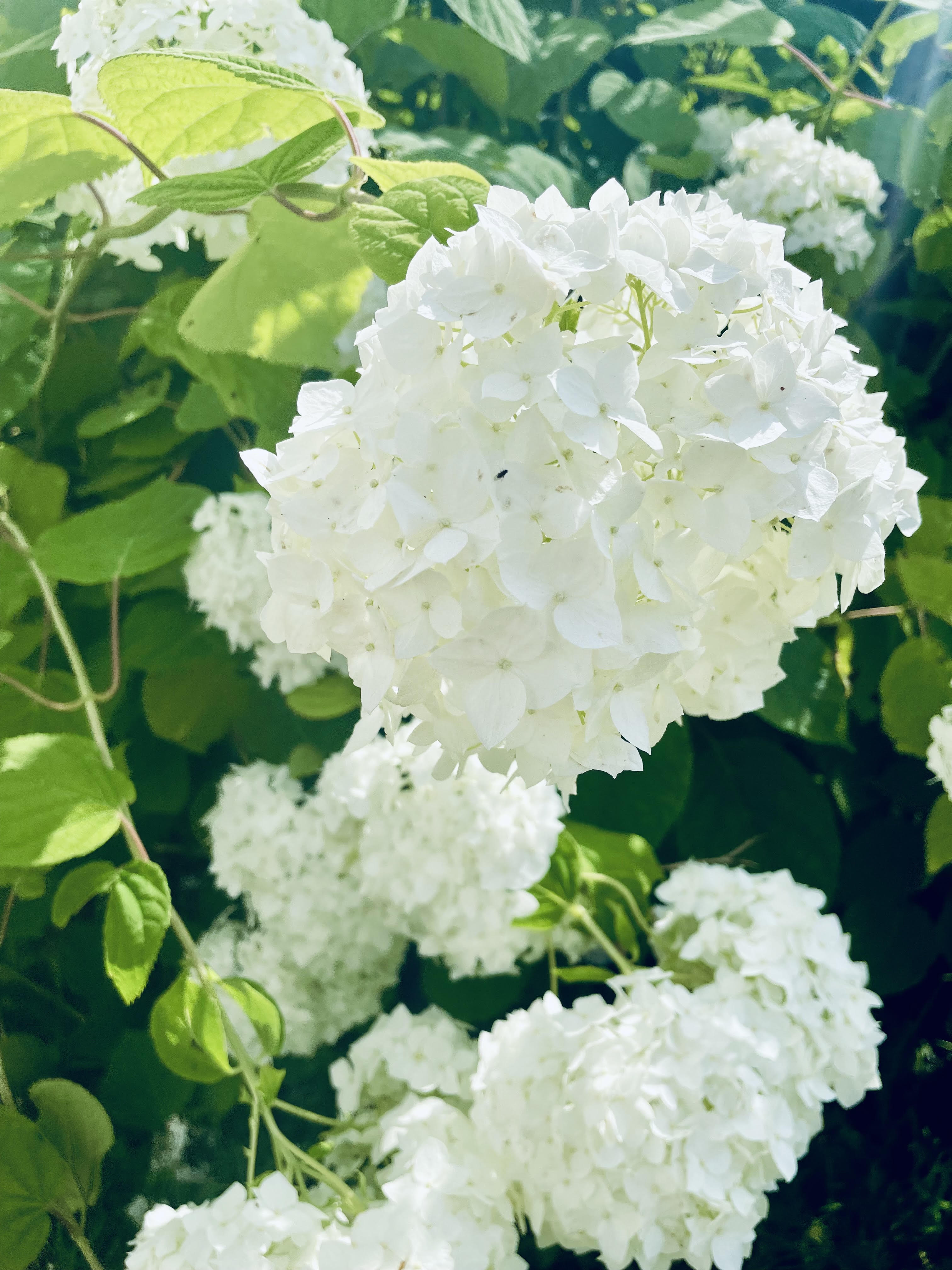 Puutarhan suunnittelu, miten suunnitella? 